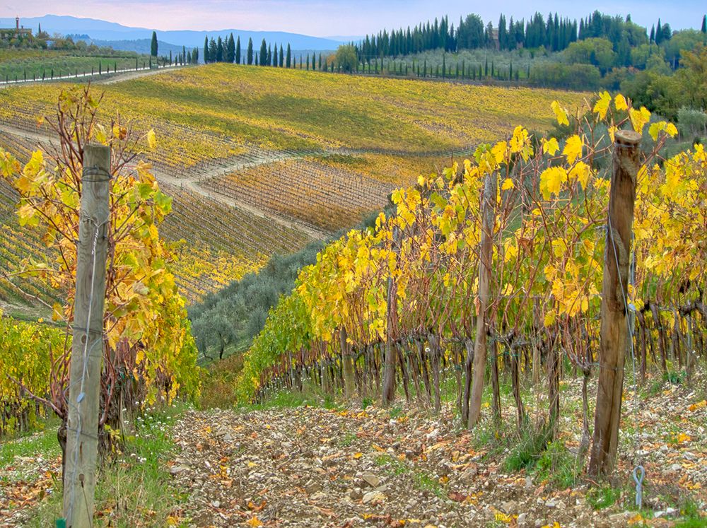 Italy-Tuscany Vineyard near Radda in Chianti in the fall art print by Julie Eggers for $57.95 CAD
